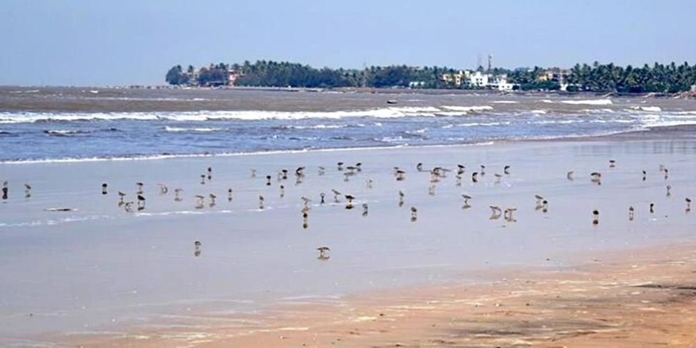 Akshi Beach